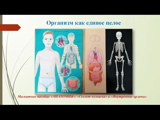 Организм как единое целое Магнитное пособие «АНАТОМИЯ»/ «Скелет человека» и «Внутренние органы»