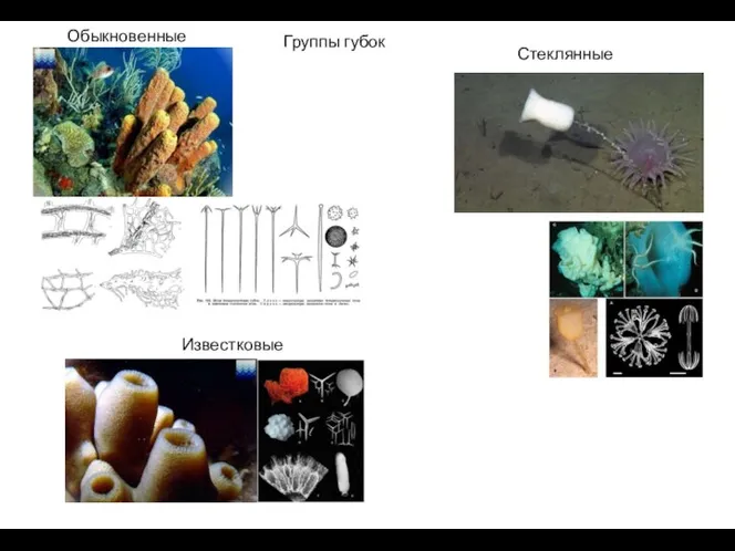 Группы губок Обыкновенные Стеклянные Известковые