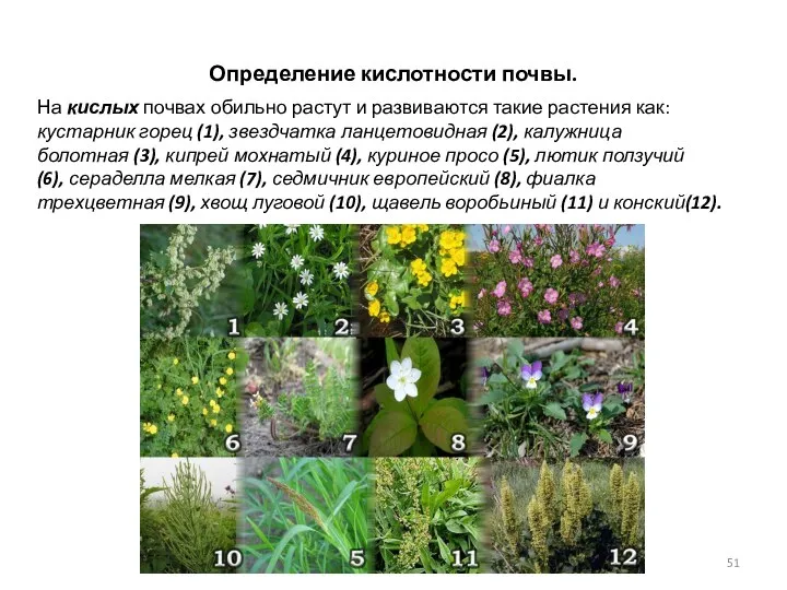 Определение кислотности почвы. На кислых почвах обильно растут и развиваются такие растения