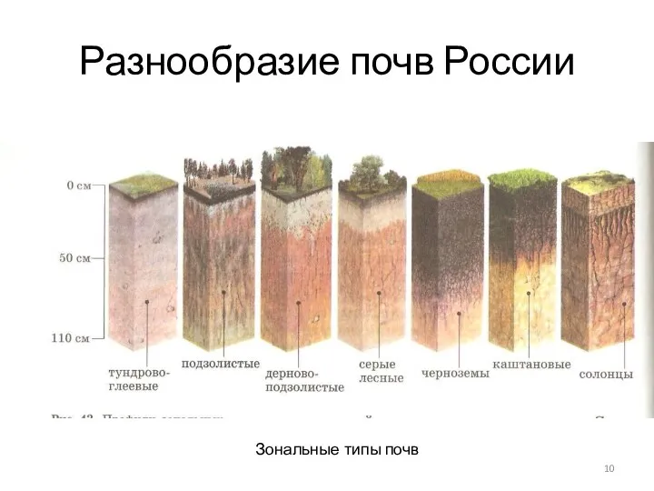 Разнообразие почв России Зональные типы почв