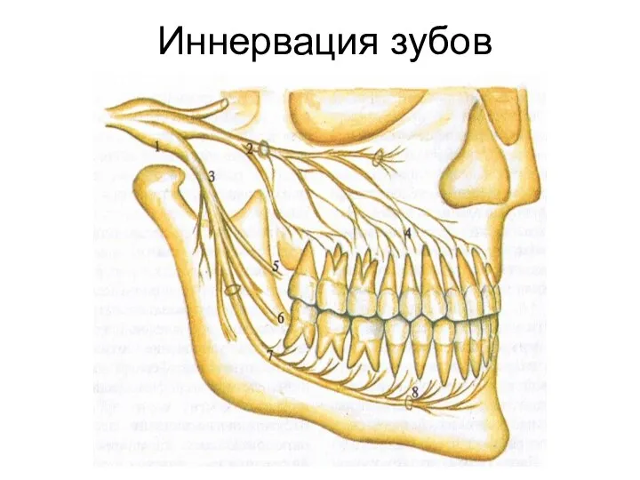 Иннервация зубов