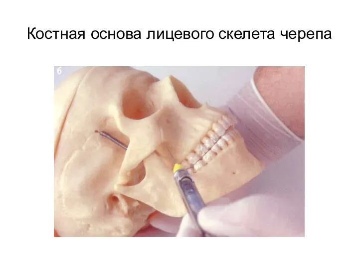 Костная основа лицевого скелета черепа