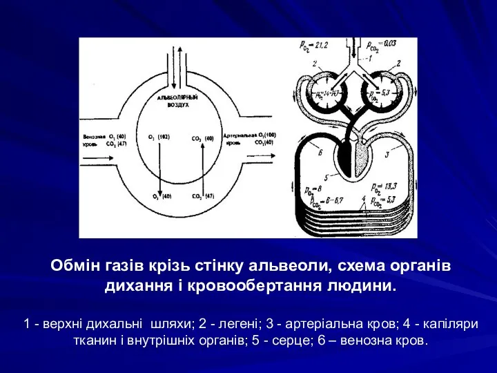 Обмін газів крізь стінку альвеоли, схема органів дихання і кровообертання людини. 1