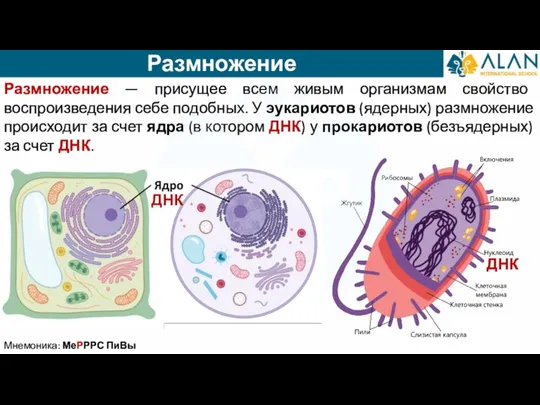 Размножение Мнемоника: МеРРРС ПиВы Размножение — присущее всем живым организмам свойство воспроизведения