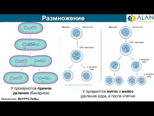 Размножение Мнемоника: МеРРРС ПиВы У прокариотов прямое деление (бинарное) У эукариотов митоз