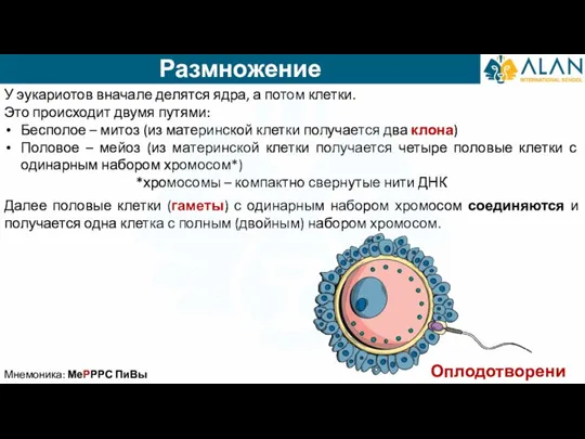 Размножение Мнемоника: МеРРРС ПиВы У эукариотов вначале делятся ядра, а потом клетки.