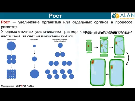 Рост Мнемоника: МеРРРС ПиВы Рост — увеличение организма или отдельных органов в