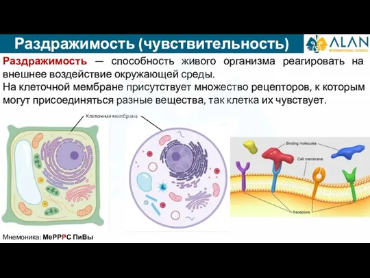 Раздражимость (чувствительность) Мнемоника: МеРРРС ПиВы Раздражимость — способность живого организма реагировать на