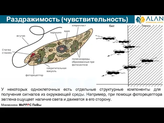 Раздражимость (чувствительность) У некоторых одноклеточных есть отдельные структурные компоненты для получения сигналов