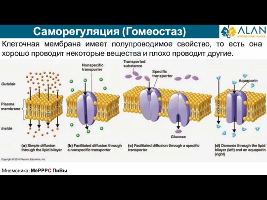 Саморегуляция (Гомеостаз) Клеточная мембрана имеет полупроводимое свойство, то есть она хорошо проводит