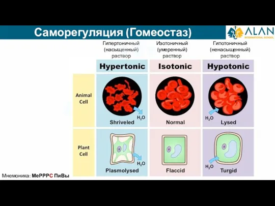 Саморегуляция (Гомеостаз) Гипертоничный (насыщенный) раствор Изотоничный (умеренный) раствор Гипотоничный (ненасыщенный) раствор Мнемоника: МеРРРС ПиВы