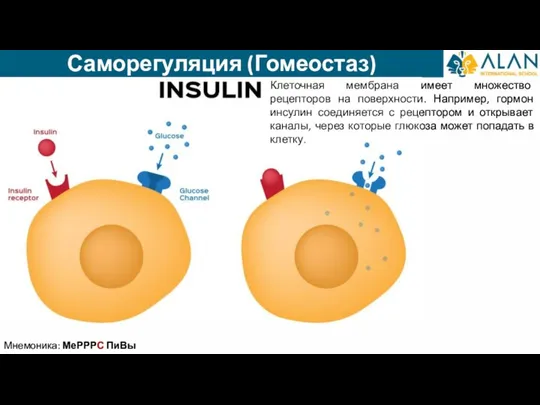 Саморегуляция (Гомеостаз) Мнемоника: МеРРРС ПиВы Клеточная мембрана имеет множество рецепторов на поверхности.