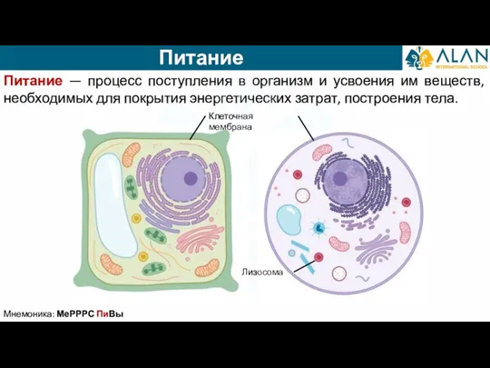 Питание Питание — процесс поступления в организм и усвоения им веществ, необходимых