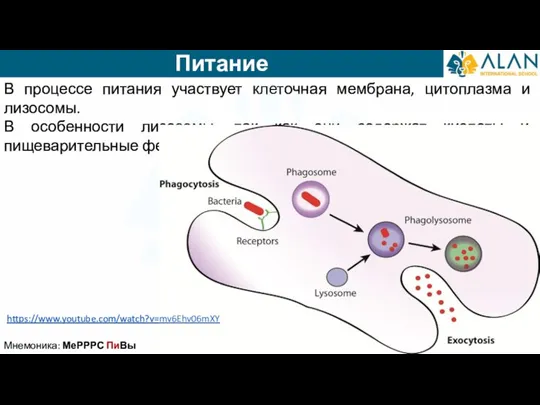 Питание В процессе питания участвует клеточная мембрана, цитоплазма и лизосомы. В особенности