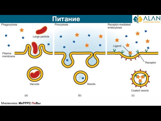 Питание Мнемоника: МеРРРС ПиВы