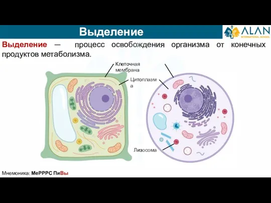 Выделение Выделение — процесс освобождения организма от конечных продуктов метаболизма. Мнемоника: МеРРРС ПиВы Цитоплазма