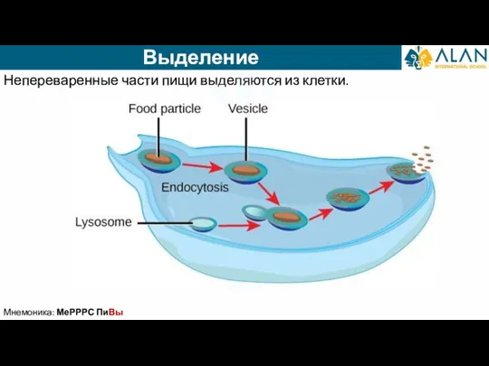 Выделение Непереваренные части пищи выделяются из клетки. Мнемоника: МеРРРС ПиВы