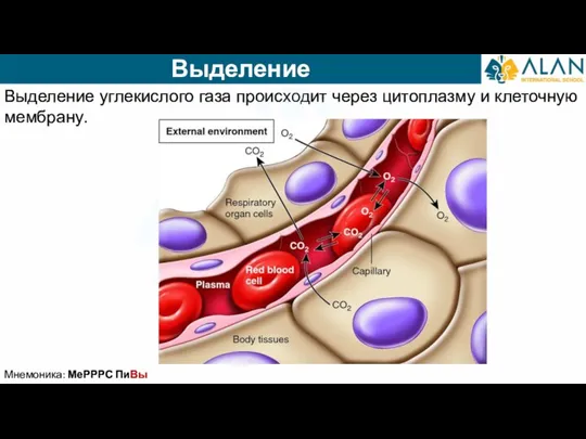 Выделение Выделение углекислого газа происходит через цитоплазму и клеточную мембрану. Мнемоника: МеРРРС ПиВы