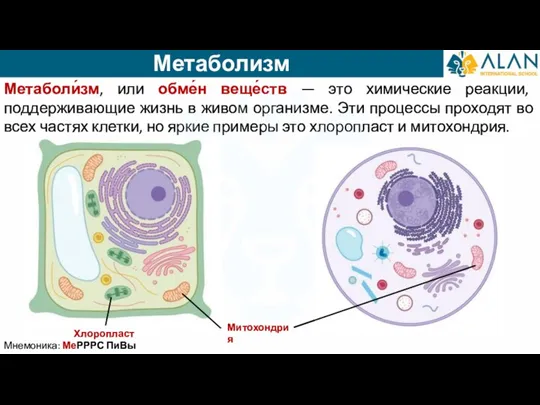 Метаболизм Мнемоника: МеРРРС ПиВы Метаболи́зм, или обме́н веще́ств — это химические реакции,