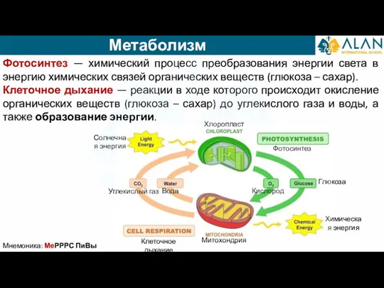 Метаболизм Мнемоника: МеРРРС ПиВы Фотосинтез — химический процесс преобразования энергии света в