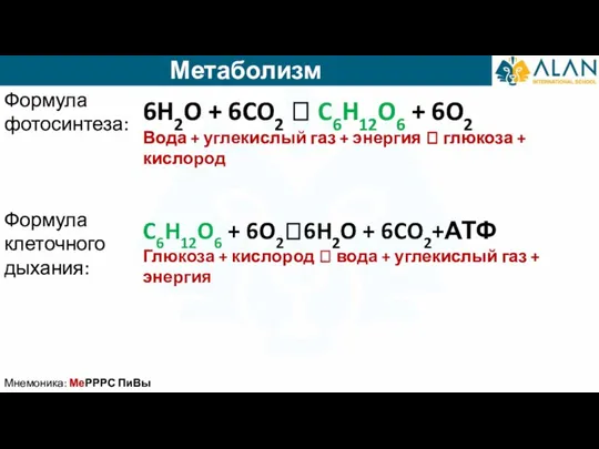 Метаболизм Мнемоника: МеРРРС ПиВы Формула фотосинтеза: Формула клеточного дыхания: 6H2O + 6CO2
