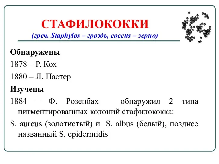 СТАФИЛОКОККИ (греч. Staphylos – гроздь, coccus – зерно) Обнаружены 1878 – Р.