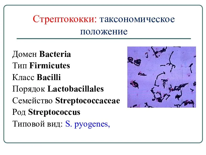 Стрептококки: таксономическое положение Домен Bacteria Тип Firmicutes Класс Bacilli Порядок Lactobacillales Семейство