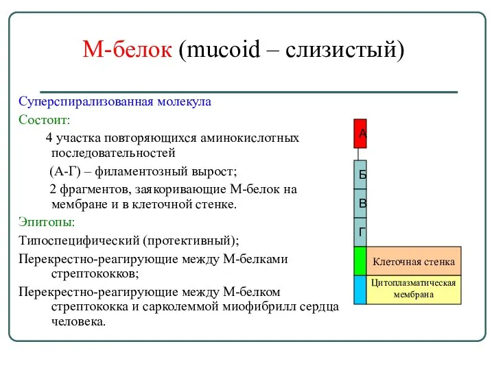 М-белок (mucoid – слизистый) Суперспирализованная молекула Состоит: 4 участка повторяющихся аминокислотных последовательностей