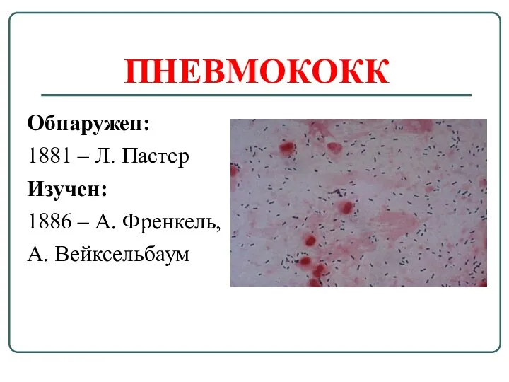 ПНЕВМОКОКК Обнаружен: 1881 – Л. Пастер Изучен: 1886 – А. Френкель, А. Вейксельбаум