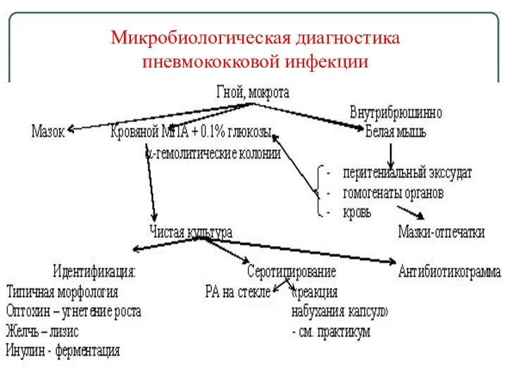 Микробиологическая диагностика пневмококковой инфекции