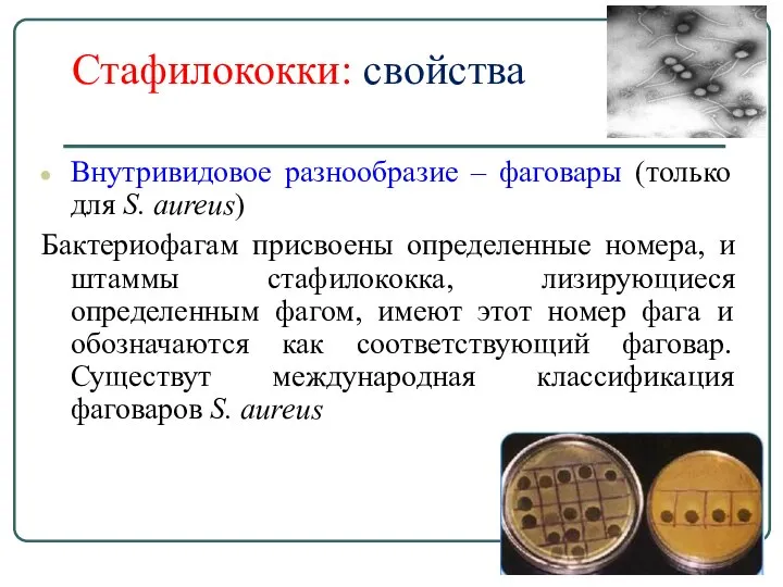 Стафилококки: свойства Внутривидовое разнообразие – фаговары (только для S. aureus) Бактериофагам присвоены