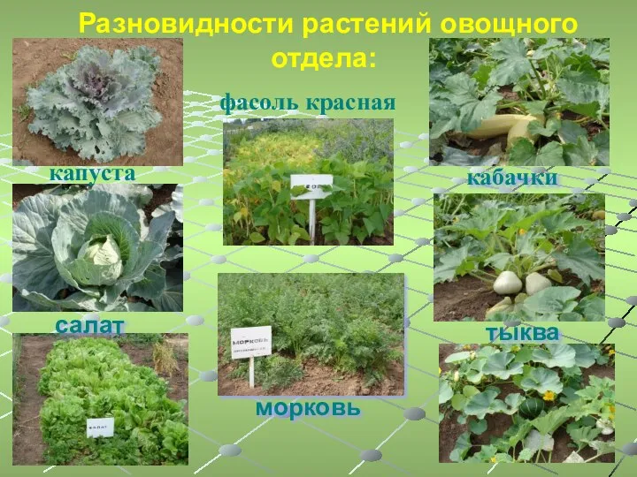 Разновидности растений овощного отдела: капуста фасоль красная кабачки тыква морковь салат