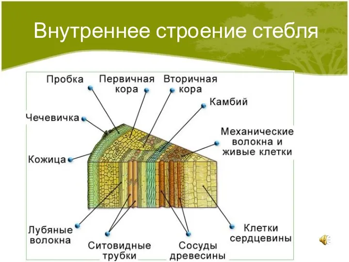 Внутреннее строение стебля