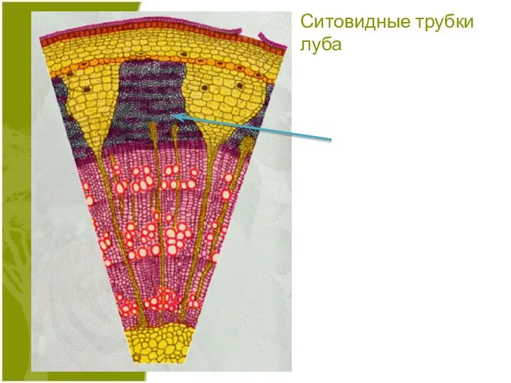 Ситовидные трубки луба