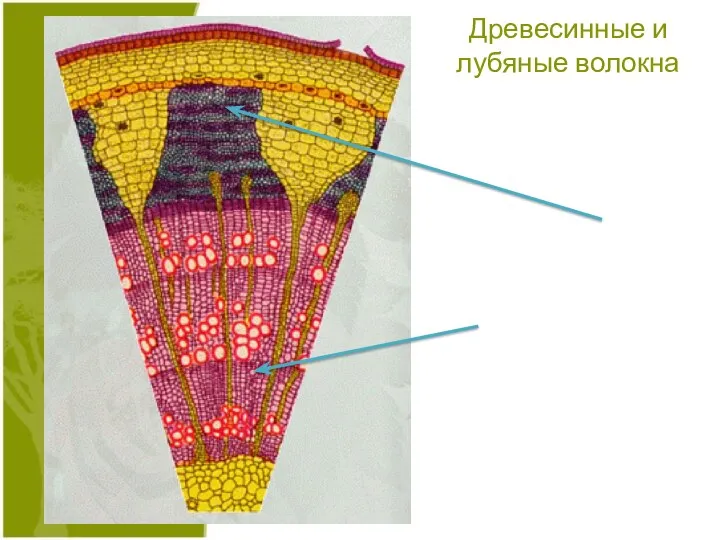 Древесинные и лубяные волокна