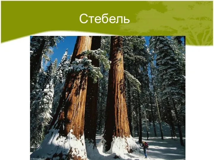 Стебель