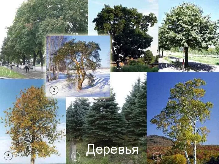 Title Деревья