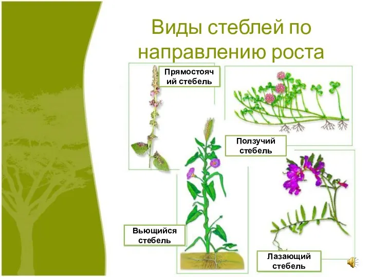 Прямостоячий стебель Ползучий стебель Вьющийся стебель Лазающий стебель Виды стеблей по направлению роста