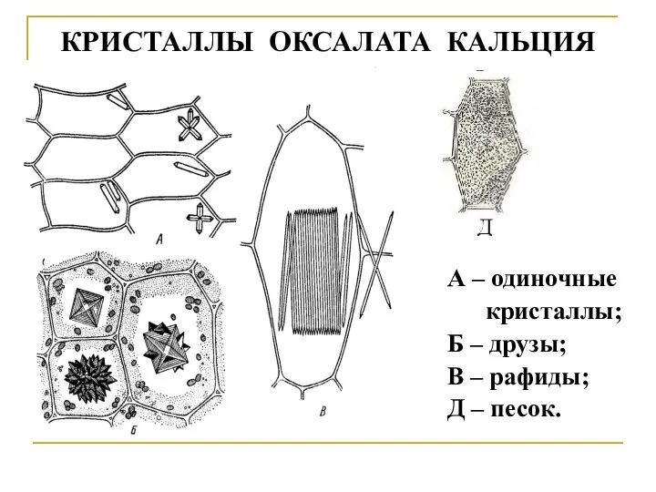 КРИСТАЛЛЫ ОКСАЛАТА КАЛЬЦИЯ А – одиночные кристаллы; Б – друзы; В – рафиды; Д – песок.