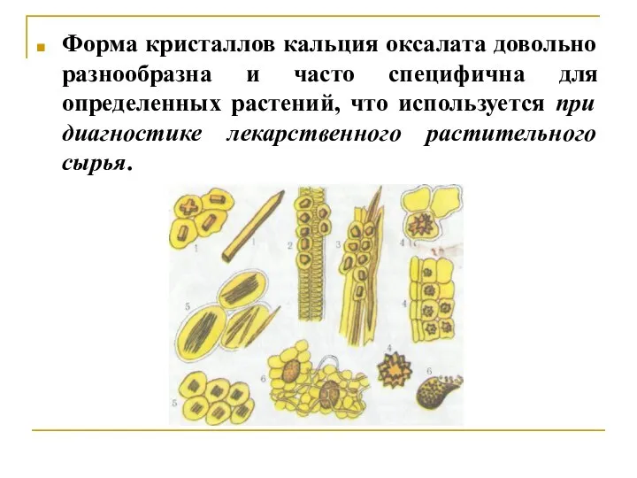 Форма кристаллов кальция оксалата довольно разнообразна и часто специфична для определенных растений,