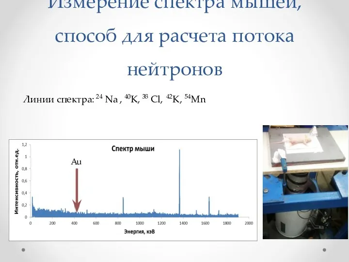 Измерение спектра мышей, способ для расчета потока нейтронов Линии спектра: 24 Na