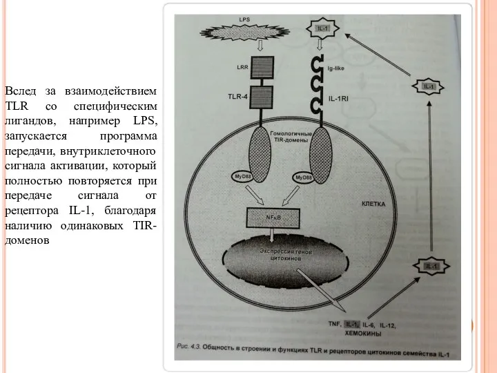 Вслед за взаимодействием TLR со специфическим лигандов, например LPS,запускается программа передачи, внутриклеточного