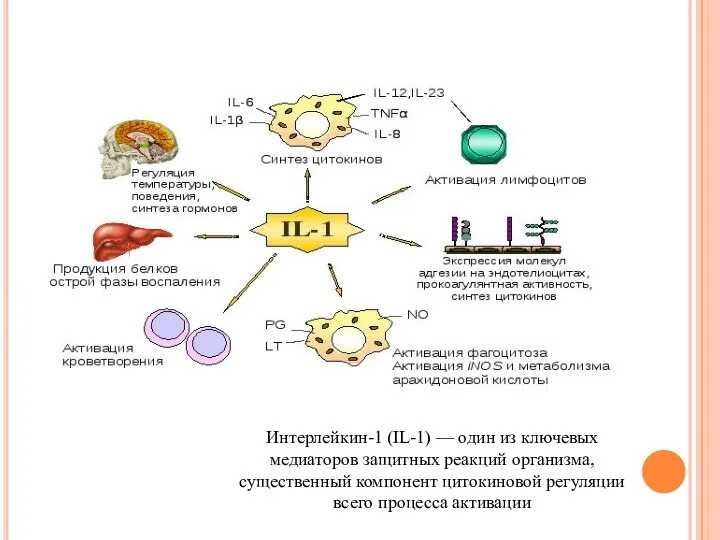 Интерлейкин-1 (IL-1) — один из ключевых медиаторов защитных реакций организма, существенный компонент