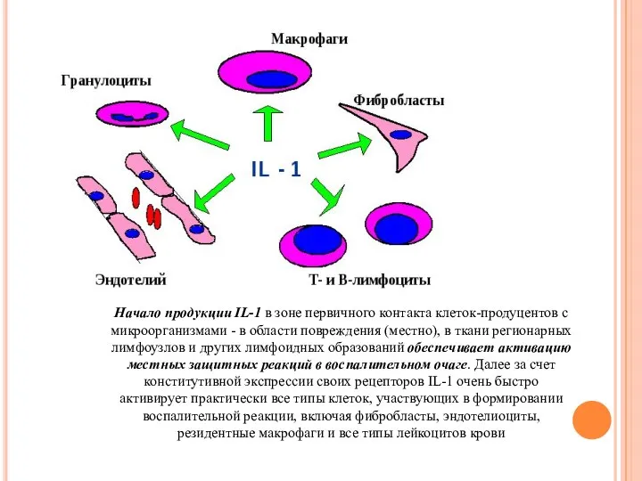 Начало продукции IL-1 в зоне первичного контакта клеток-продуцентов с микроорганизмами - в