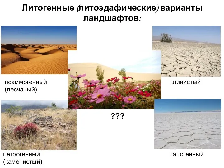 Литогенные (литоэдафические) варианты ландшафтов: псаммогенный (песчаный) петрогенный (каменистый), галогенный глинистый ???