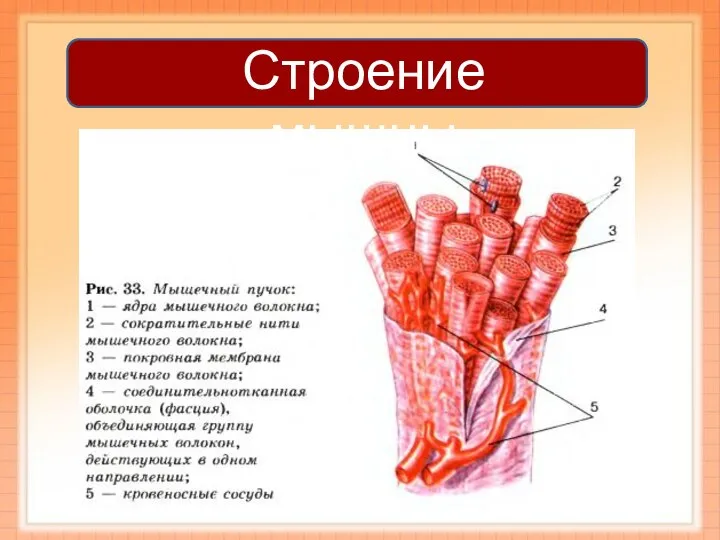 Строение мышцы