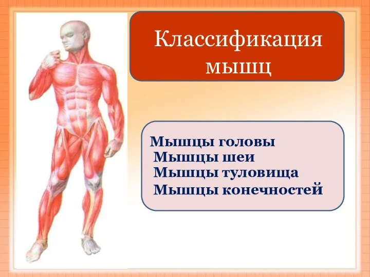 Мышцы головы Мышцы шеи Мышцы туловища Мышцы конечностей Классификация мышц
