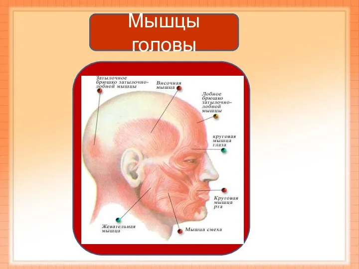 Мышцы головы