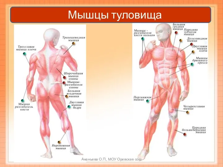 Мышцы туловища Ананьева О.П., МОУ Оревская сош