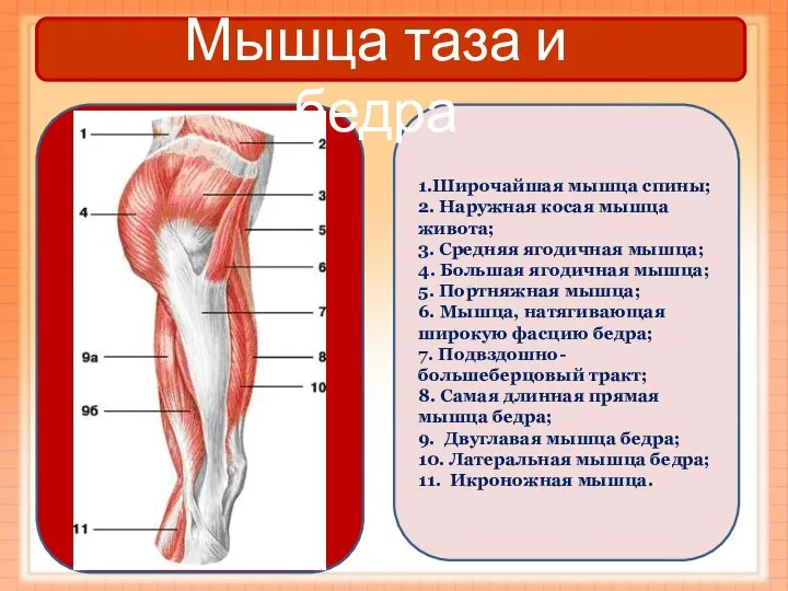 1.Широчайшая мышца спины; 2. Наружная косая мышца живота; 3. Средняя ягодичная мышца;